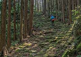 熊野古道,徒步旅行,青苔