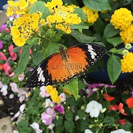 蝴蝶,黄色花,花园