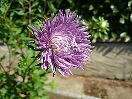 花,花瓣,美容