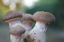 牛肝菌,规模,性质