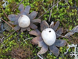 astraeus hygrometricus,地球星,蘑菇