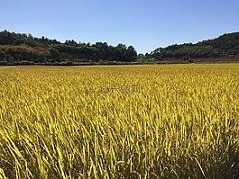 秋季,ch,收获