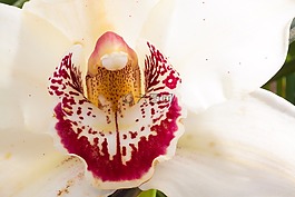 花,开花,大花蕙兰