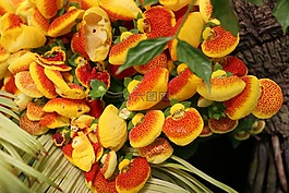 花,植物园,黄色
