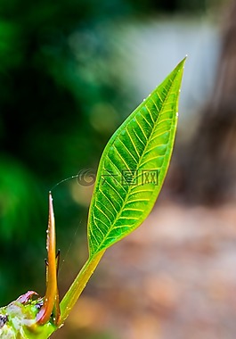 年轻的开车,分支机构,树