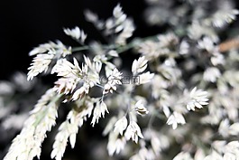 白,花,鲜嫩