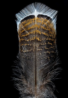 春天,鸟类羽毛,土耳其羽毛