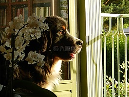 狗,伯恩山犬,等待