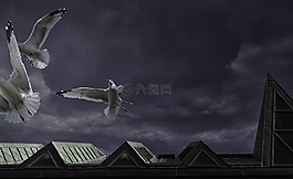 ring billed 海鸥,海鸥,文明博物馆