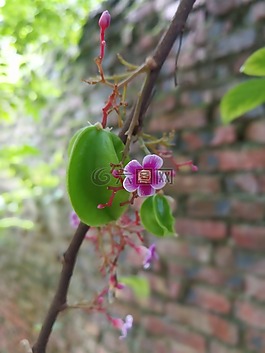 杨桃,花朵,绿色果实