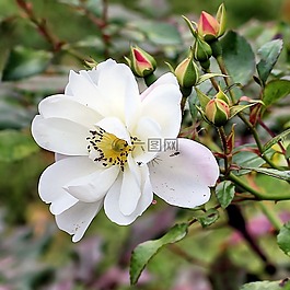 布什玫瑰,芽,布什