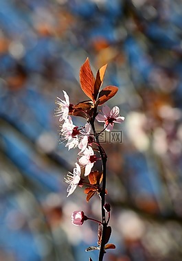 梅花,梅花樱桃,中国梅花