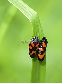 蝉,froghopper,昆虫