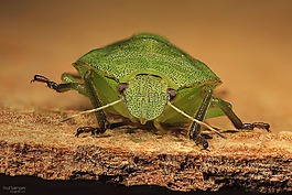 bug,想要,性质
