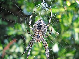 数值调节钮,web,蜘蛛网