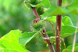 牛蒡,尼龙搭扣厂,厂