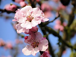 杏仁花,frühlingsanfang,开花枝