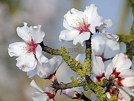 杏仁花,frühlingsanfang,开花枝