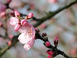 杏仁花,frühlingsanfang,开花枝