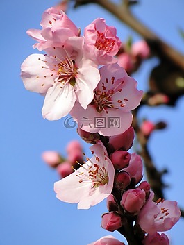 杏仁花,frühlingsanfang,开花枝