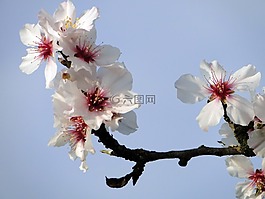 杏仁花,frühlingsanfang,开花枝