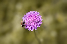 聋哑skabiose,scabiosa骨灰,忍冬科