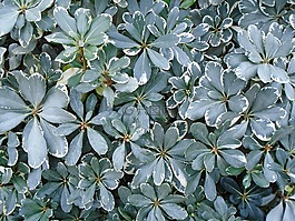 叶子,植物区系,植物