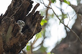 发现枭,雅典娜brama,鸟