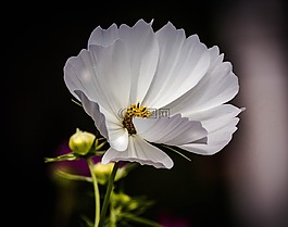 大花金鸡菊,宝来,tickseed