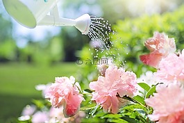 浇水,鲜花,牡丹
