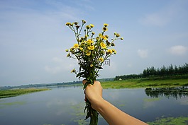 菊花,河流,田野