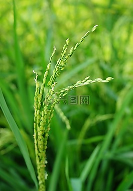 植物,微距,小麦