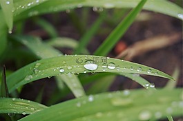 草,刀片,湿