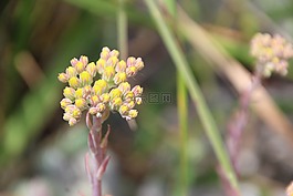 黄色,石园,开花