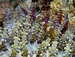 水下,水肺潜水,海底