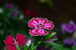 石竹,花,开花