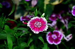 石竹,花,开花