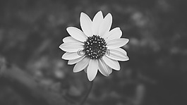雏菊,黑色和白色,花