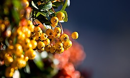 花,美容,玫瑰