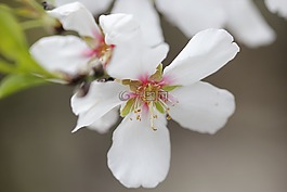 春,花卉,绿色