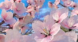 樱花花,樱花,花