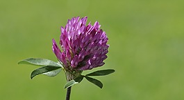 克莱,wiesenklee,开花