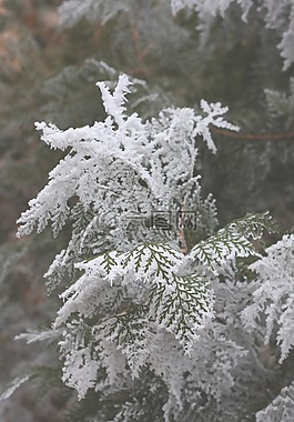 植物,崖,自然