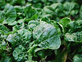 奶白菜,奶白,蔬菜