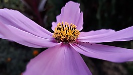 关闭了粉红色的花,花,重点粉色