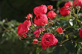 玫瑰,鲜花,玫瑰绽放