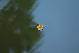 花,植物,湖
