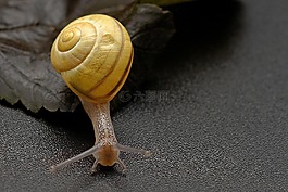 蜗牛,爬网,壳