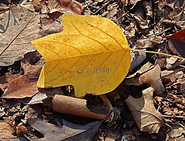 郁金香树杨树叶片,秋天,秋
