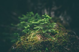 植物,自然,绿色